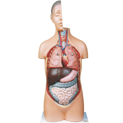 مولاژنیم تنه انسان کالا پزشکی ترکش